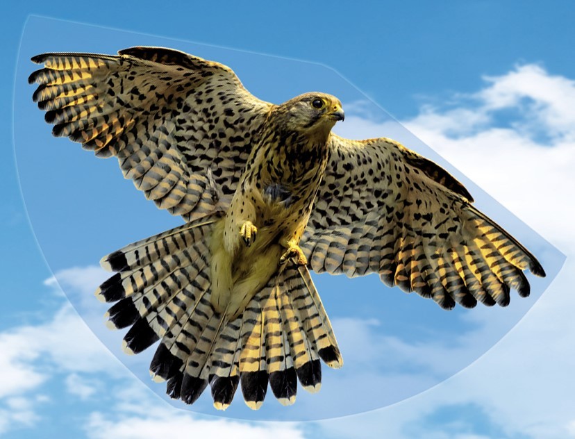 FALKE - Drage