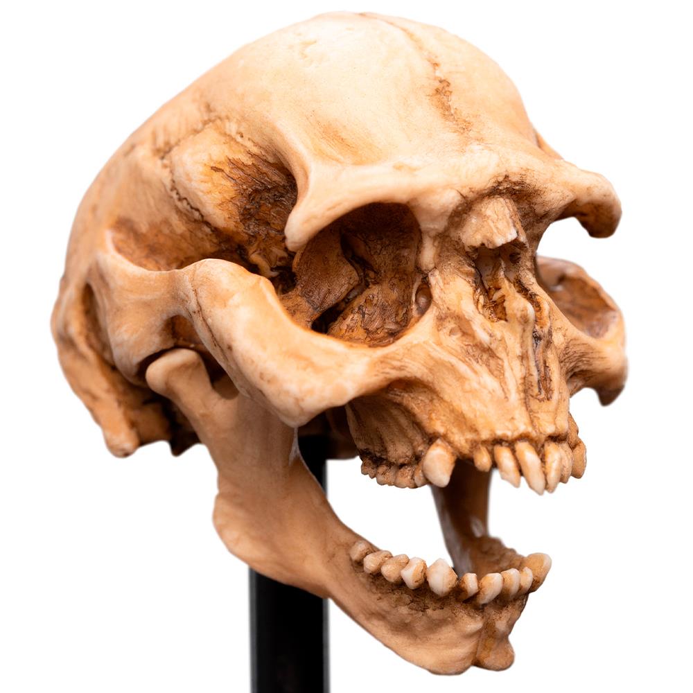 Weta Workshop Lord of the Rings - Skull of a Moria Orc Minuature