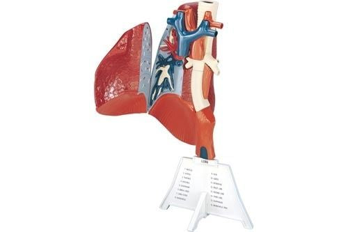 Human Lung Model 1:1