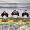 Three Wise Puffin Figurines