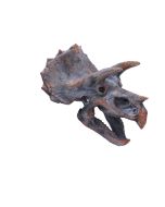 Tyrannosaurus Rex Large Dinsoaur Skull 51.5cm