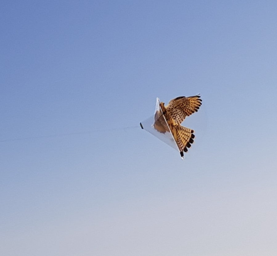 FALKE - Drage