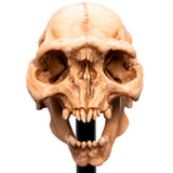 Weta Workshop Lord of the Rings - Skull of a Moria Orc Minuature