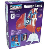 Human Lung Model 1:1
