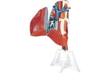 Human Lung Model 1:1