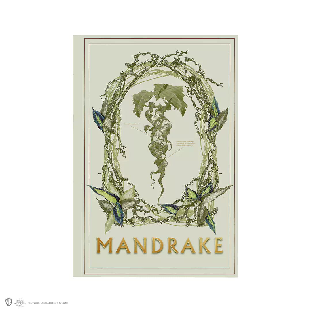 Soft cover notebook - Mandrake