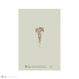 Soft cover notebook - Mandrake