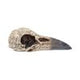 Edgar's Raven Skull Figurine Edgar Allen Poe Ornament