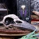 Edgar's Raven Skull Figurine Edgar Allen Poe Ornament