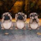 Three Wise Pugs Dog Ornaments
