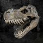 Tyrannosaurus Rex Large Dinsoaur Skull 51.5cm