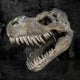 Tyrannosaurus Rex Large Dinsoaur Skull 51.5cm