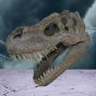 Tyrannosaurus Rex Dinosaur Skull Small 39.5cm – billede 2