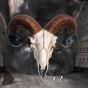 Realistic Wall Mounted Rams Skull