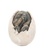 Tyrannosaurus Rex Large Dinsoaur Skull 51.5cm