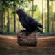 Ravens Cry 18cm