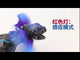 Remote-controlled lizard with sensor and flapping wings