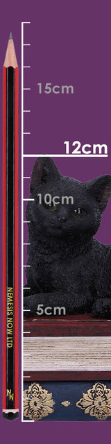 Salems Spells Witches Familiar Black Cat and Spellbook Box
