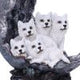 Moon Litter White Wolves Ornament