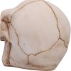 Eyes Wide Open (Blue) Decorative Resin Skull